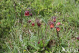 Knikkend nagelkruid (Geum rivale)