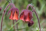 Knikkend nagelkruid (Geum rivale)