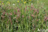 Wateravens (Geum rivale)