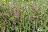 Knikkend nagelkruid (Geum rivale)