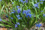 Oosterse sterhyacint (Scilla siberica)