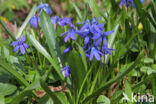 Siberian Saxifrage (Scilla siberica)