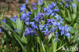 Siberian Saxifrage (Scilla siberica)