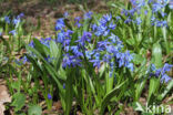 Siberian Saxifrage (Scilla siberica)