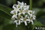Witte engbloem (Vincetoxicum hirundinaria)