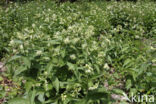 Witte engbloem (Vincetoxicum hirundinaria)