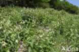 Witte engbloem (Vincetoxicum hirundinaria)
