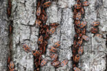 Firebug (Pyrrhocoris apterus)