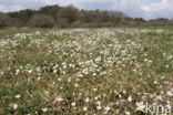 Akkerhoornbloem (Cerastium arvense)