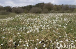 Field Mouse-ear (Cerastium arvense)