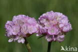 Engels gras (Armeria maritima)