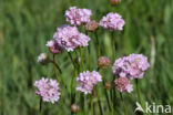 Engels gras (Armeria maritima)