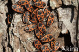 Vuurwants (Pyrrhocoris apterus)