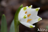 Lenteklokje (Leucojum vernum)