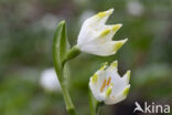 Lenteklokje (Leucojum vernum)