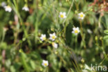 Geelhartje (Linum catharticum)