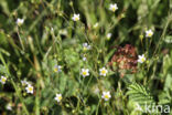 Geelhartje (Linum catharticum)