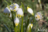 Lenteklokje (Leucojum vernum)