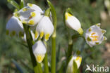 Lenteklokje (Leucojum vernum)