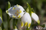 Lenteklokje (Leucojum vernum)
