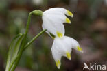 Lenteklokje (Leucojum vernum)