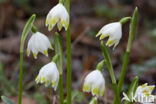 Lenteklokje (Leucojum vernum)