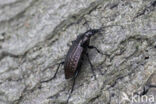 kettingschallebijter (carabus granulatus)