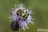 Penseelkever (Trichius fasciatus)