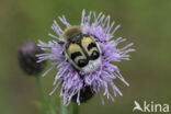 Penseelkever (Trichius fasciatus)