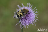 Penseelkever (Trichius fasciatus)