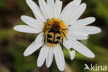 Penseelkever (Trichius fasciatus)