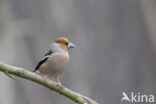 Appelvink (Coccothraustes coccothraustes)