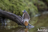 Hawfinch (Coccothraustes coccothraustes)