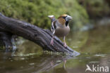 Hawfinch (Coccothraustes coccothraustes)