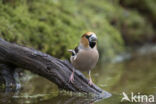 Hawfinch (Coccothraustes coccothraustes)