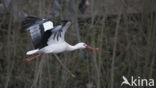 White Stork (Ciconia ciconia)