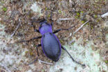 blauwzwarte schallebijter (carabus problematicus)