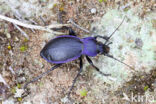 blauwzwarte schallebijter (carabus problematicus)