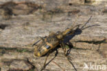 geelzwarte ribbelbok (rhagium mordax)