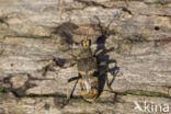 geelzwarte ribbelbok (rhagium mordax)