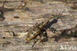 geelzwarte ribbelbok (rhagium mordax)