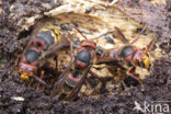 Hoornaar (Vespa crabro)