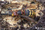 Hoornaar (Vespa crabro)