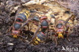 Hoornaar (Vespa crabro)