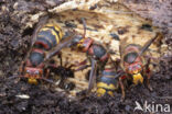 Hoornaar (Vespa crabro)