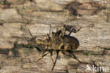 geelzwarte ribbelbok (rhagium mordax)