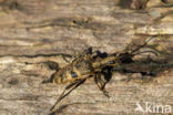 geelzwarte ribbelbok (rhagium mordax)