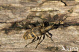 geelzwarte ribbelbok (rhagium mordax)