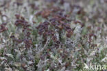 Rafelig bekermos (Cladonia ramulosa)