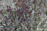 Rafelig bekermos (Cladonia ramulosa)